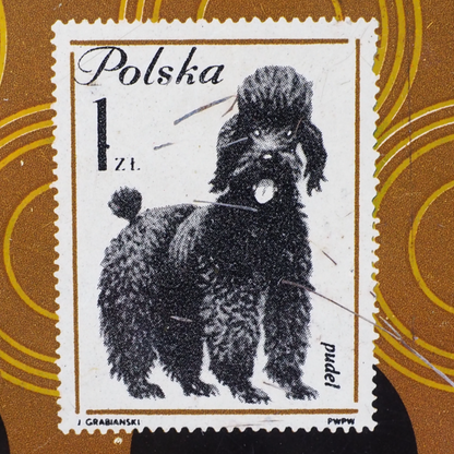 Pies rasy pudel na tacy z grafiką, FOB Sosnowiec